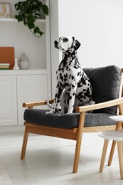 Photo of Adorable Dalmatian dog sitting on armchair indoors