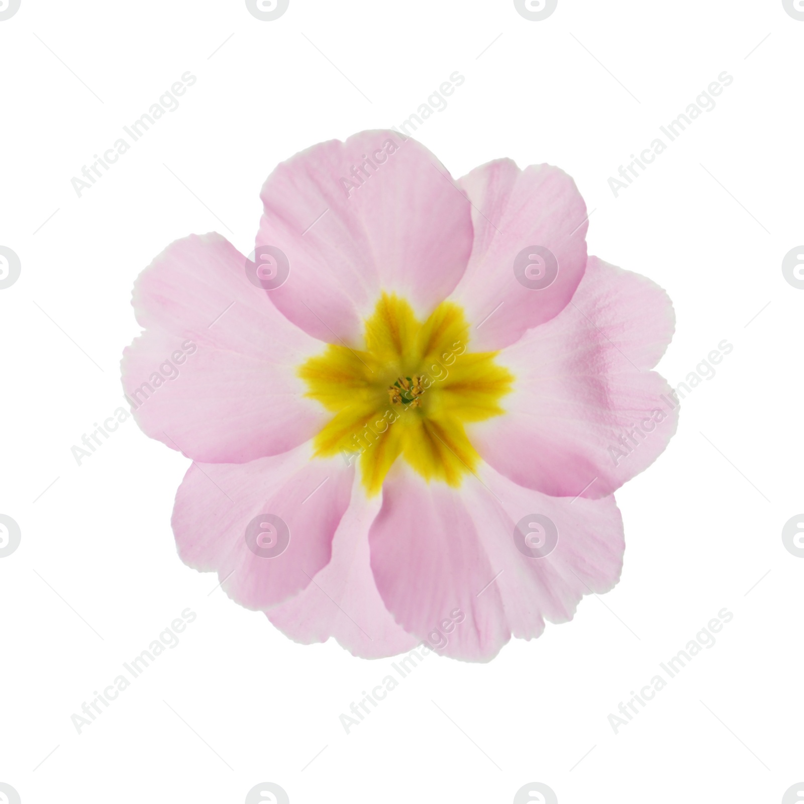 Photo of Beautiful pink primula (primrose) flower isolated on white. Spring blossom