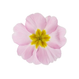 Photo of Beautiful pink primula (primrose) flower isolated on white. Spring blossom