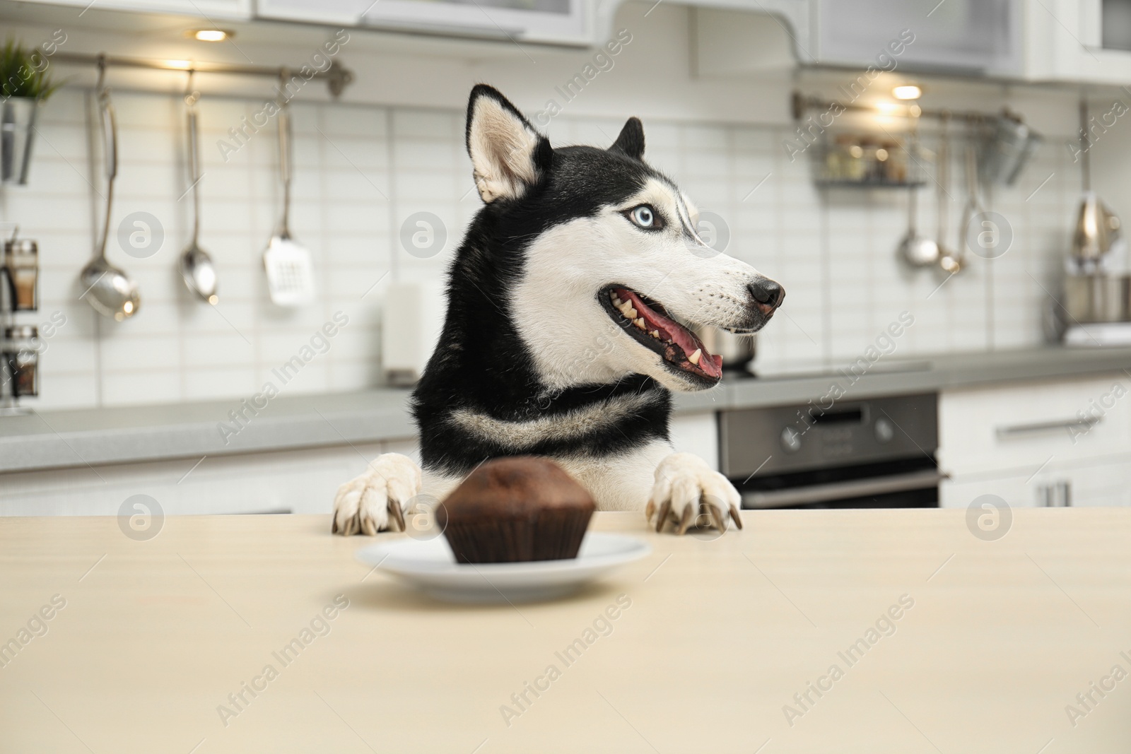 Photo of Cute Siberian Husky dog at table in kitchen