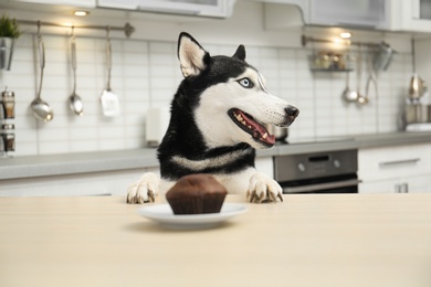 Cute Siberian Husky dog at table in kitchen