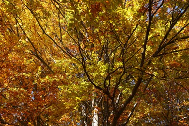 Beautiful tree with bright autumn leaves outdoors on sunny day