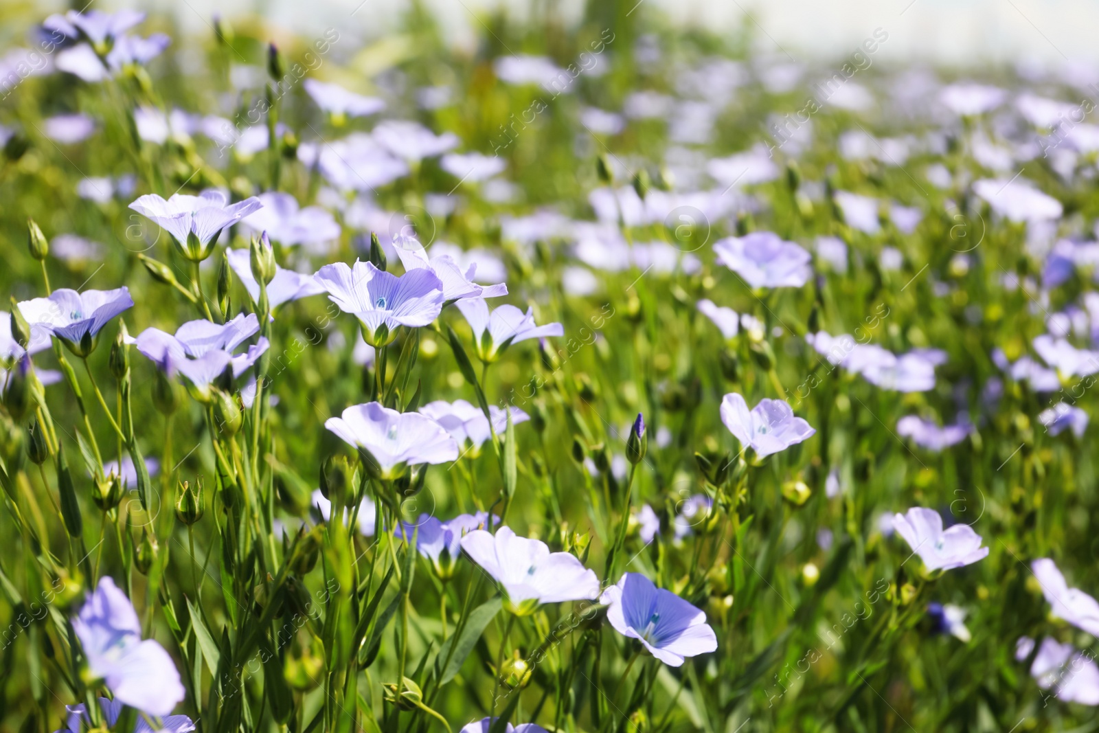 Photo of Closeup view of beautiful blooming flax field