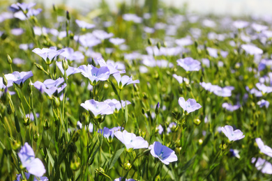 Photo of Closeup view of beautiful blooming flax field