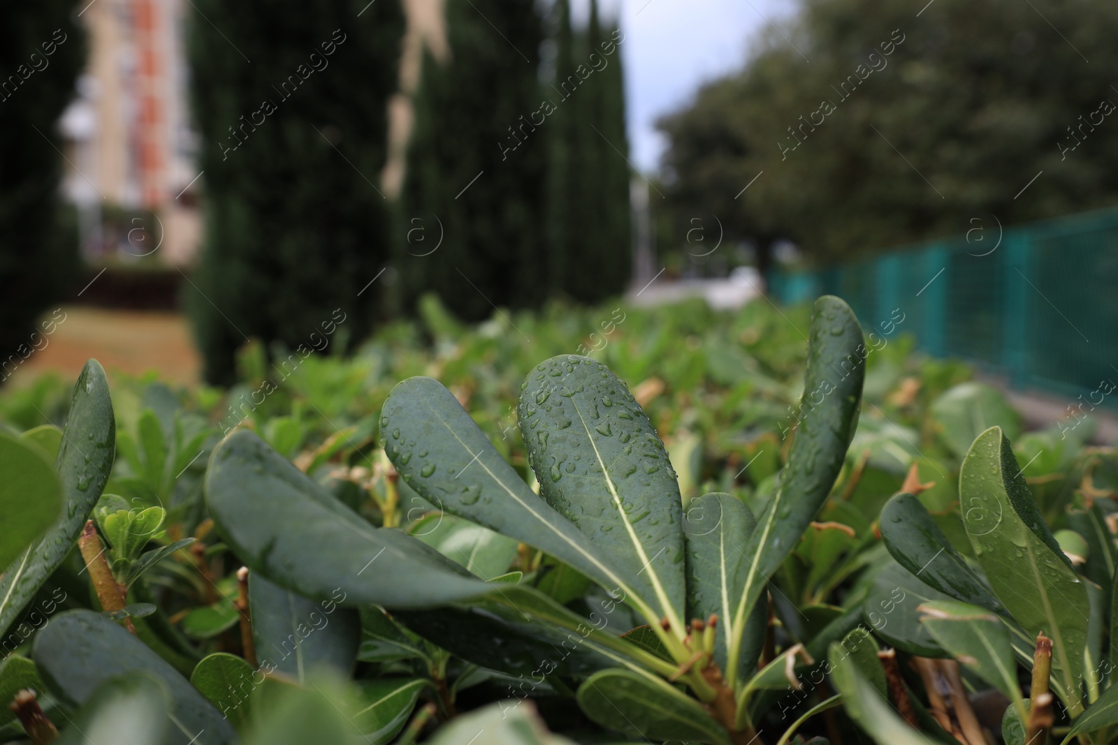 Photo of Bushes of beautiful laurel plant with water drops outdoors, closeup