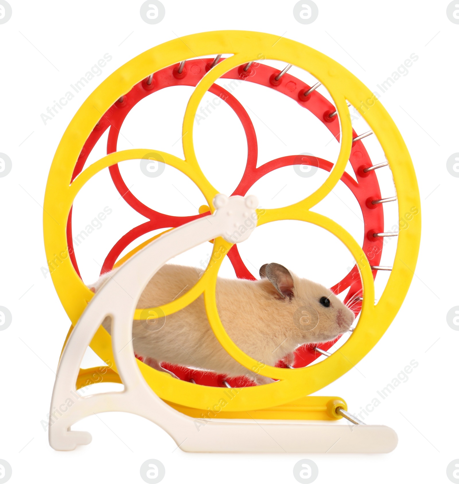 Photo of Cute little hamster in spinning wheel on white background