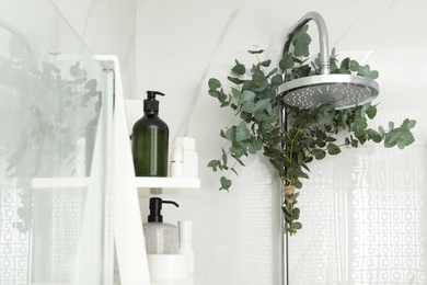 Photo of Branches with green eucalyptus leaves in shower