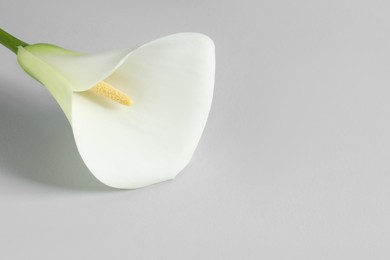Photo of Beautiful calla lily flower on white background. Space for text