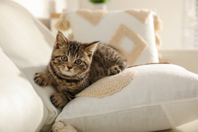 Photo of Cute tabby kitten on sofa indoors. Baby animal