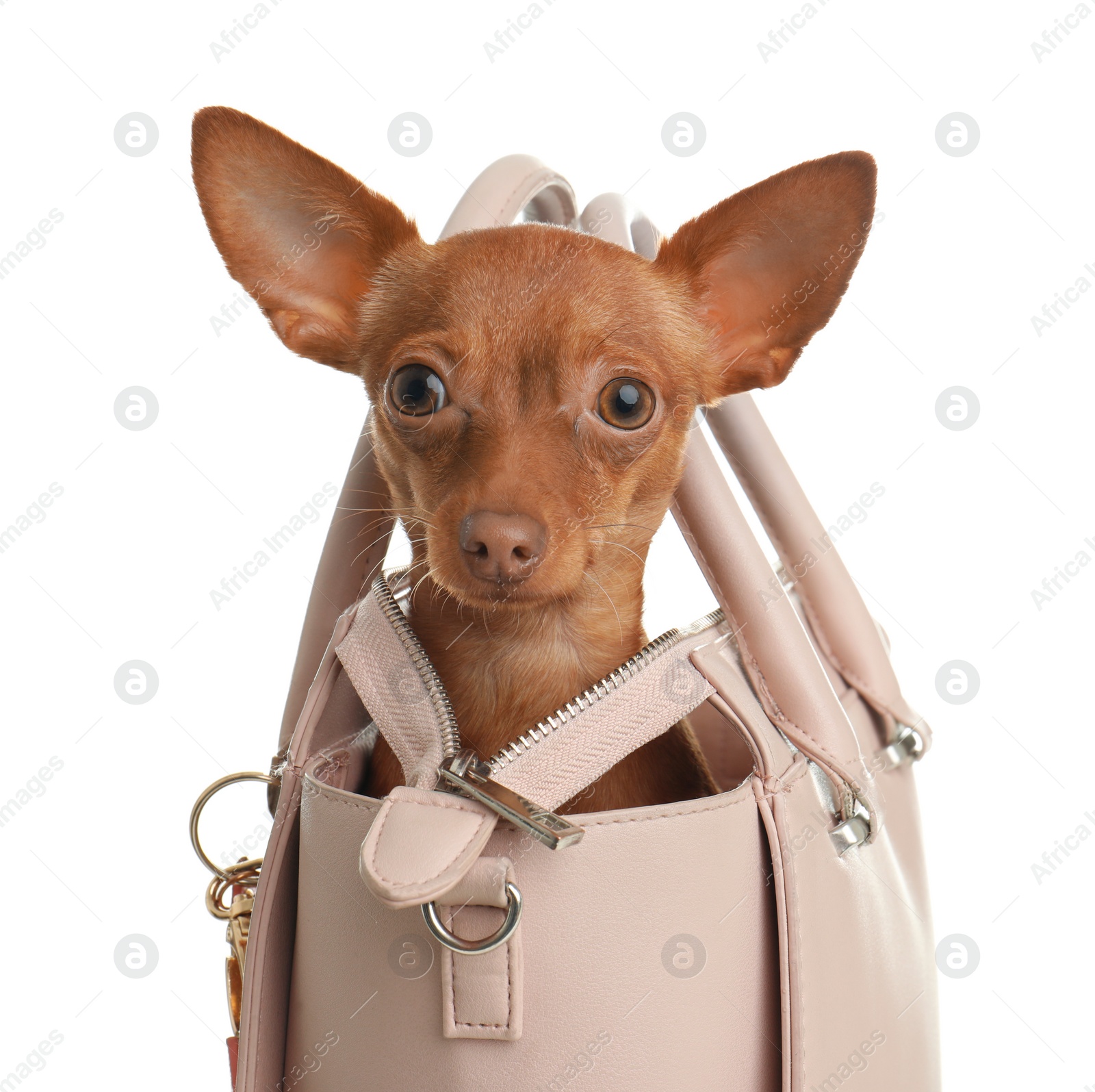 Photo of Cute toy terrier in female handbag isolated on white. Domestic dog