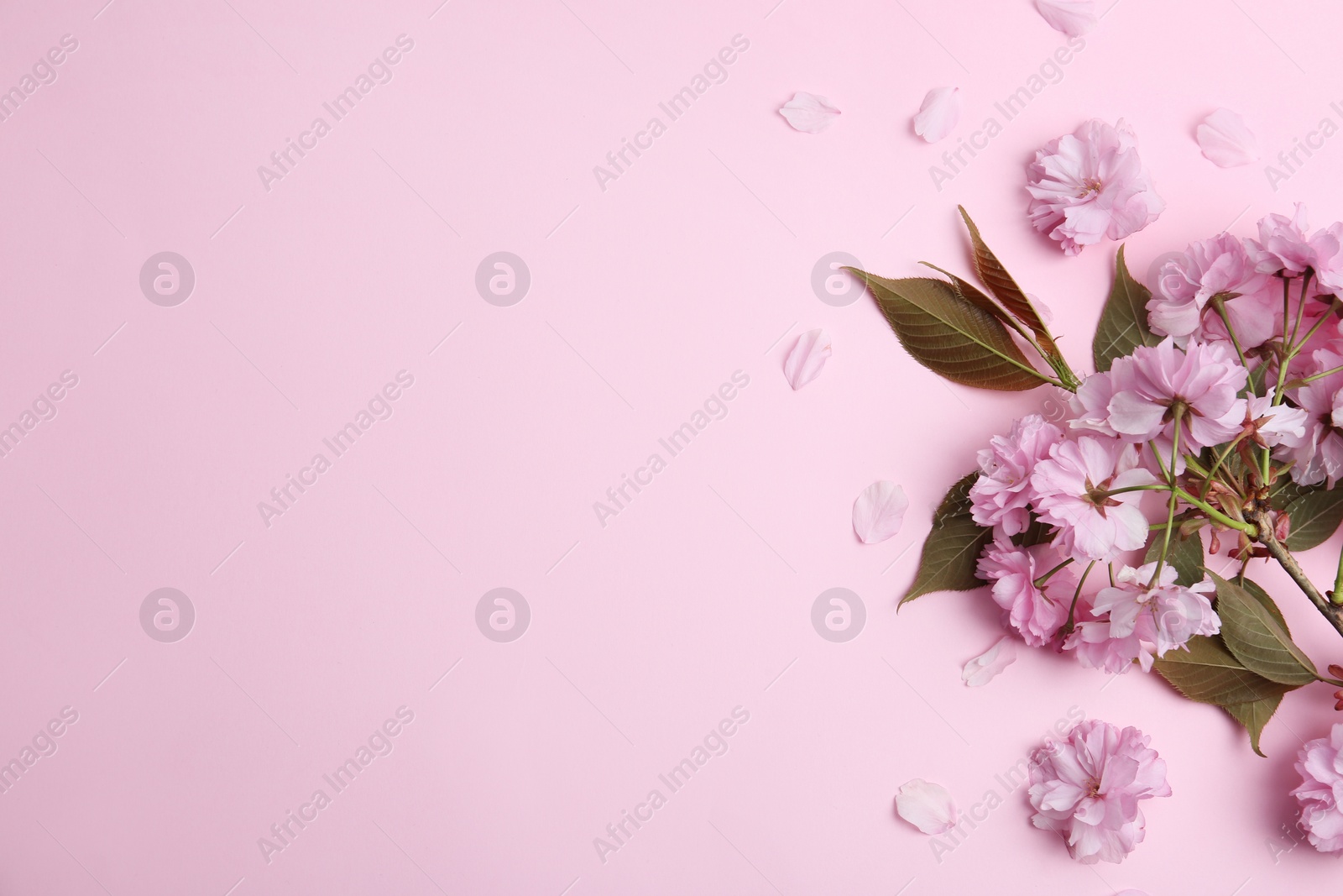 Photo of Sakura tree branch with beautiful blossom on pink background, space for text. Japanese cherry