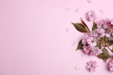 Sakura tree branch with beautiful blossom on pink background, space for text. Japanese cherry