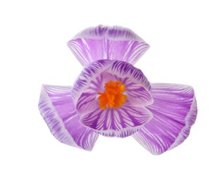 Photo of Beautiful fresh crocus flower isolated on white