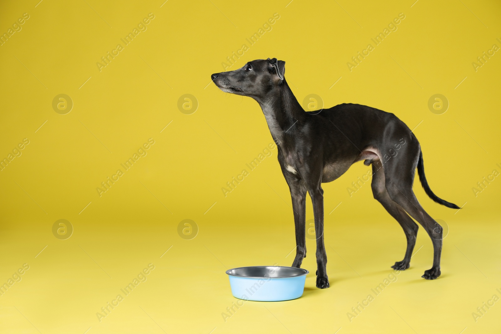 Photo of Italian Greyhound dog near feeding bowl on yellow background. Space for text