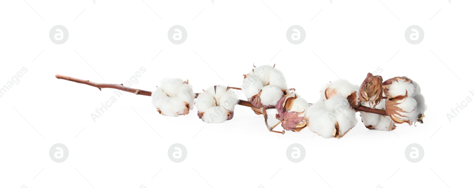 Photo of Dry cotton branch with fluffy flowers on white background