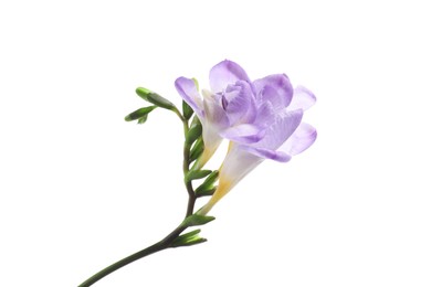 Beautiful violet freesia flower isolated on white