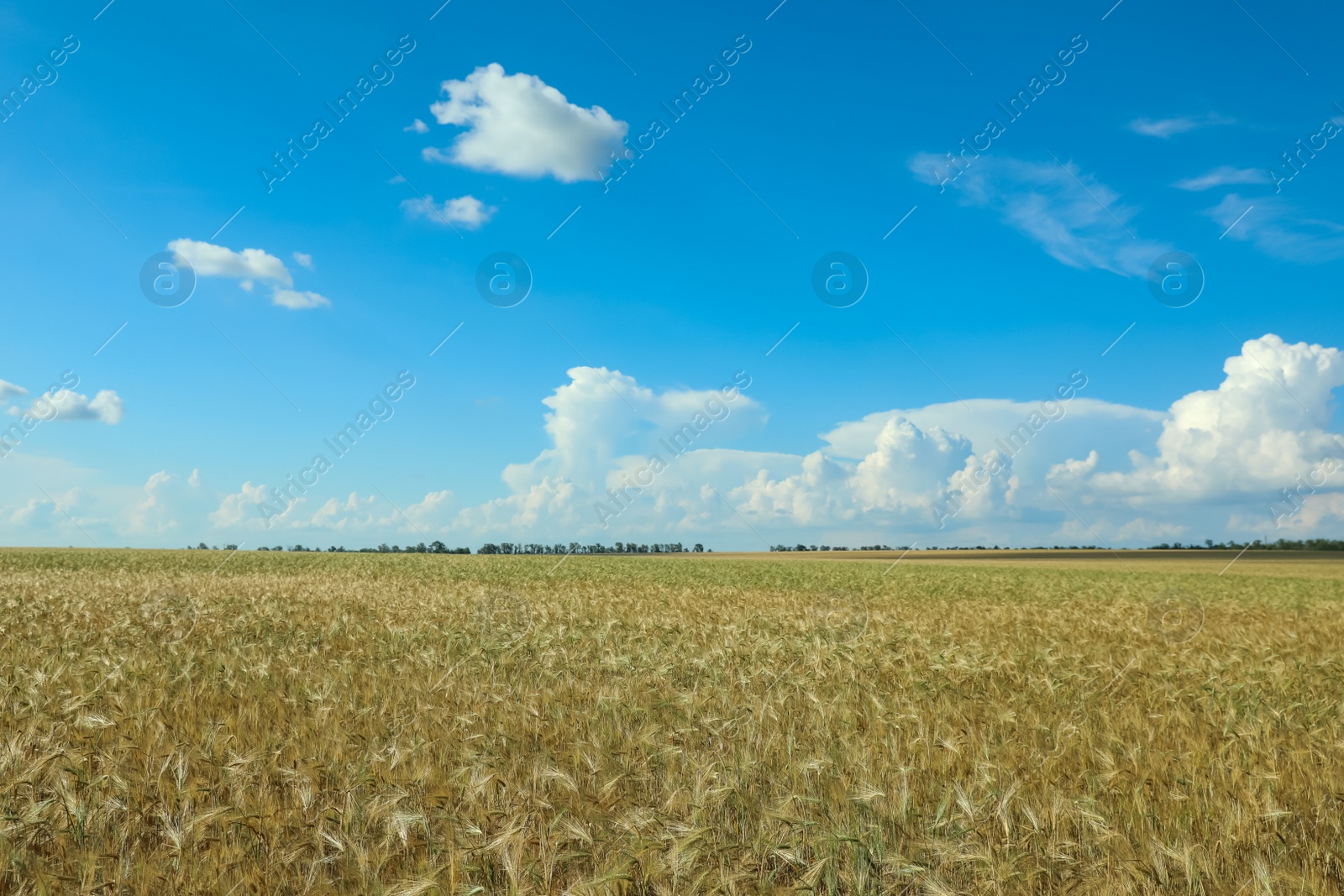 Photo of Wheat grain field on sunny day. Agriculture industry