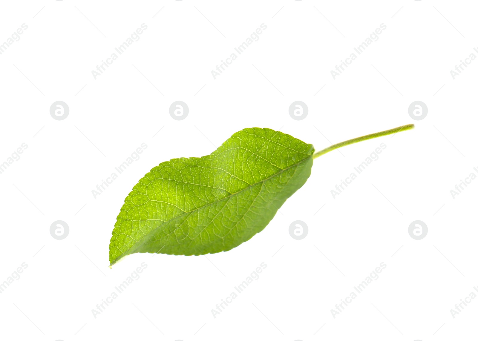 Photo of Green leaf of apple tree isolated on white