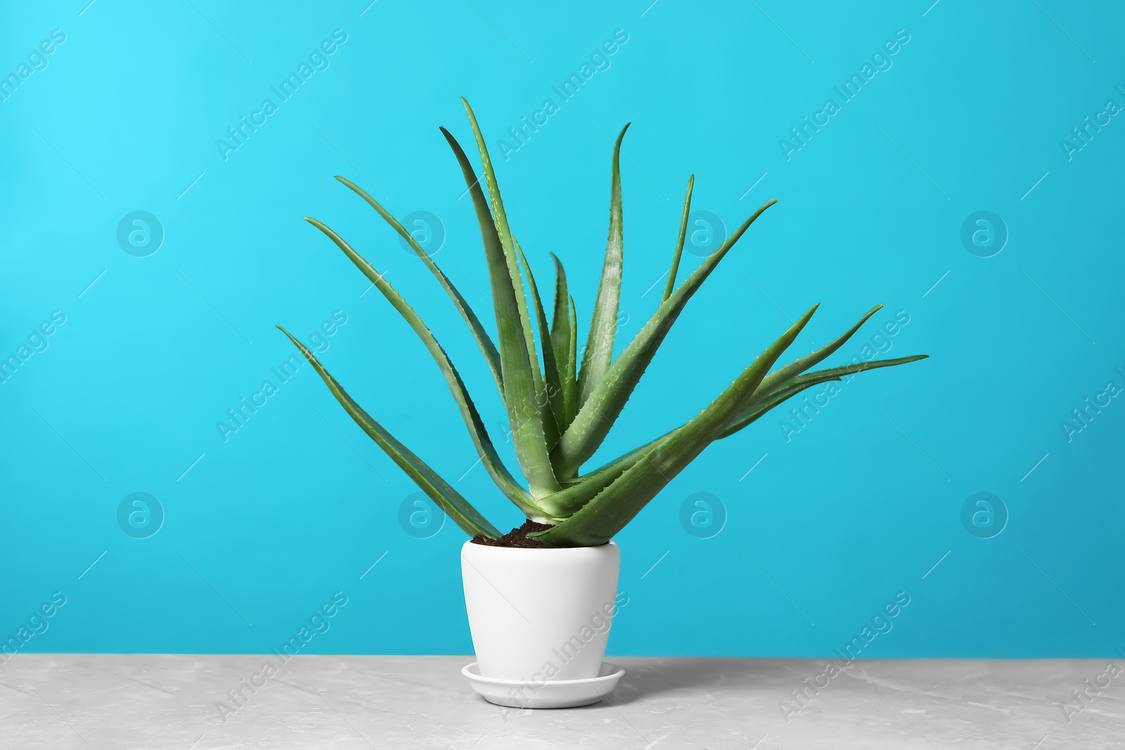 Photo of Green aloe vera in pot on grey marble table against light blue background