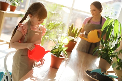 Mother and daughter watering home plants at wooden table indoors