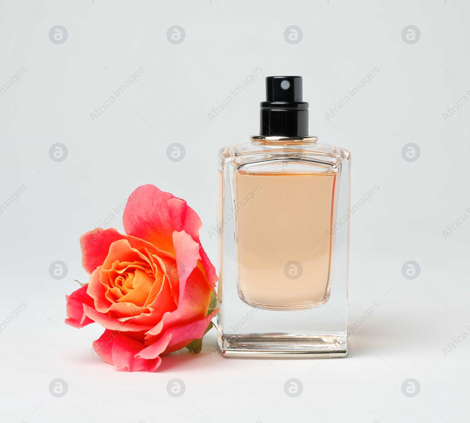 Photo of Transparent bottle of perfume with beautiful rose on white background