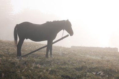 Photo of Horse grazing on pasture in misty morning. Lovely domesticated pet