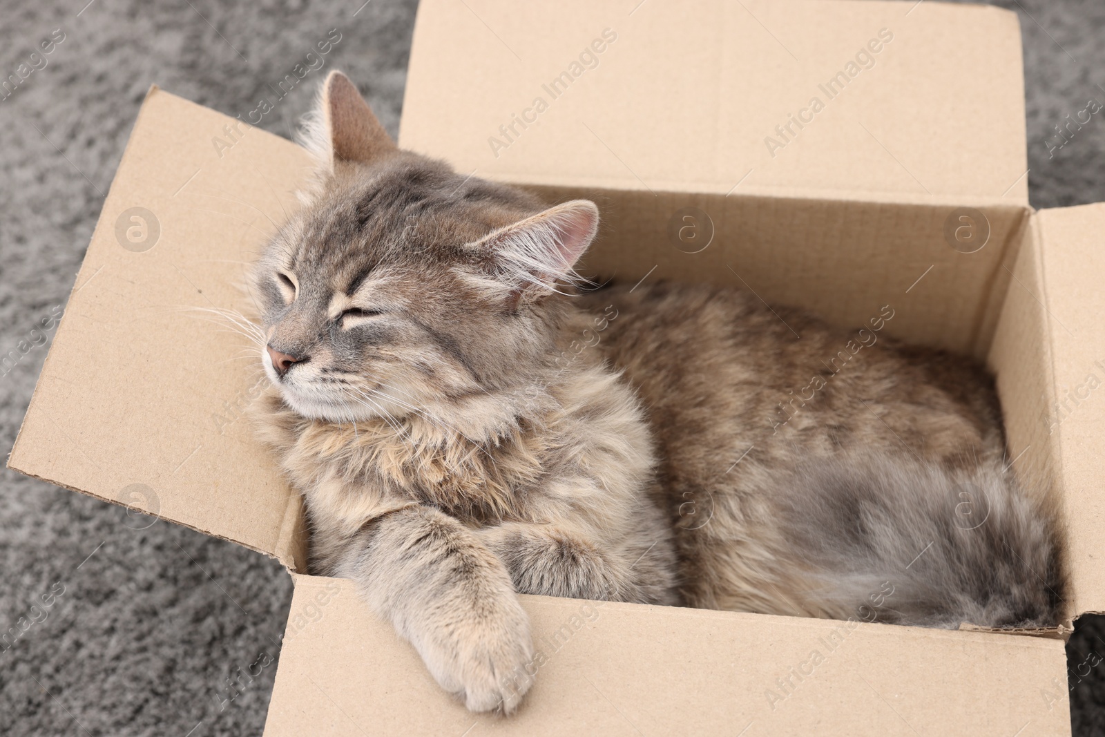 Photo of Cute fluffy cat in cardboard box on carpet