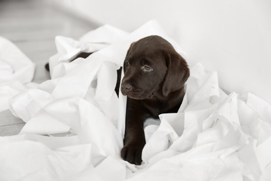 Photo of Cute chocolate Labrador Retriever puppy with torn paper on floor indoors