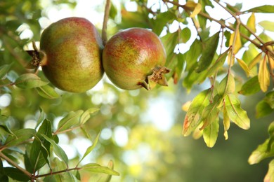 Photo of Pomegranates on tree branch in garden outdoors