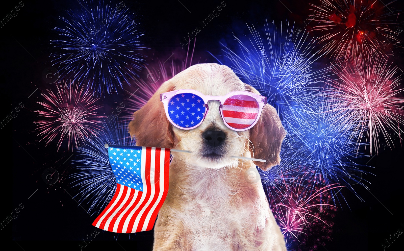 Image of 4th of July - Independence Day of USA. Cute dog with sunglasses and American flag on dark background with fireworks 