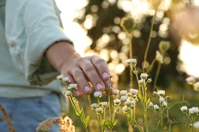 Photo of Woman walking through meadow and touching beautiful white flowers at sunset, closeup