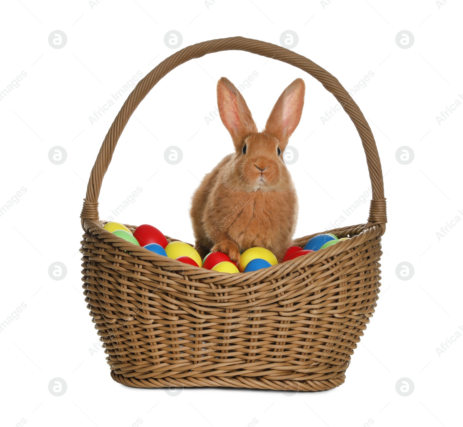 Photo of Adorable furry Easter bunny in wicker basket with dyed eggs on white background