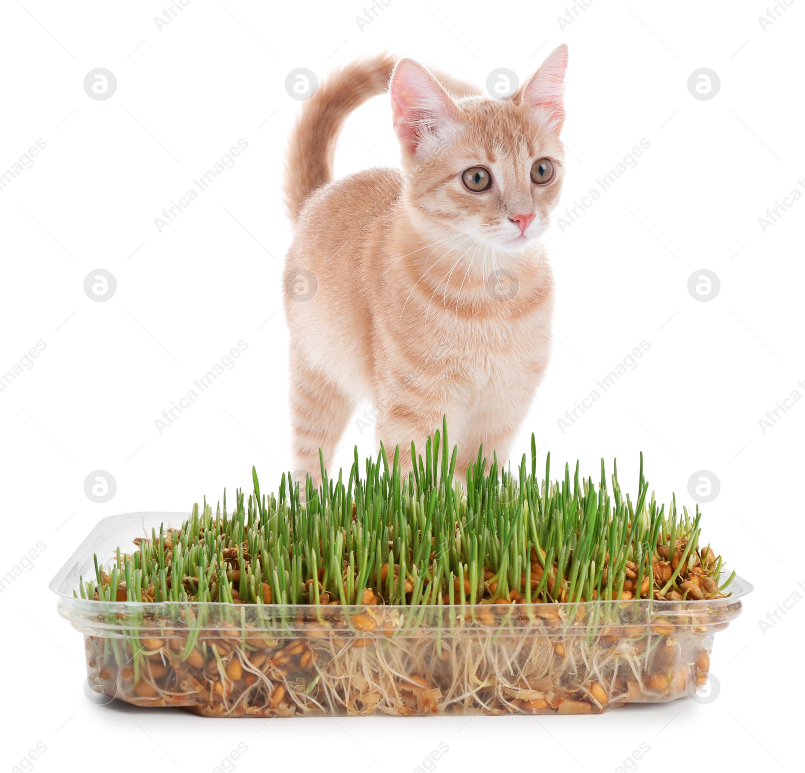 Image of Adorable cat and plastic container with fresh green grass on white background