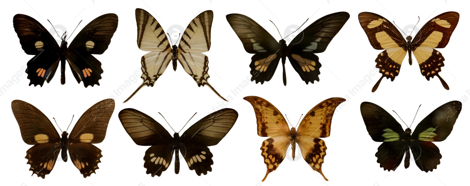 Image of Set with beautiful exotic butterflies on white background. Banner design