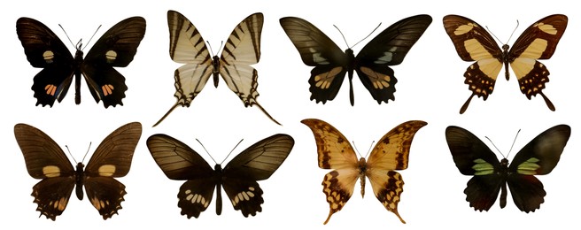 Image of Set with beautiful exotic butterflies on white background. Banner design