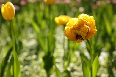 Photo of Beautiful yellow tulips growing outdoors on sunny day, closeup. Space for text