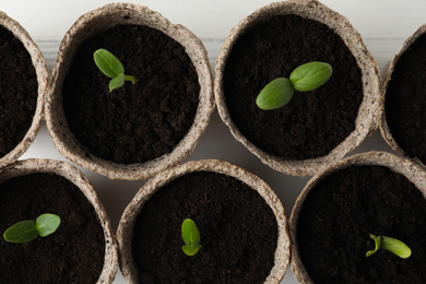 Photo of Young seedlings in peat pots on white table, flat lay