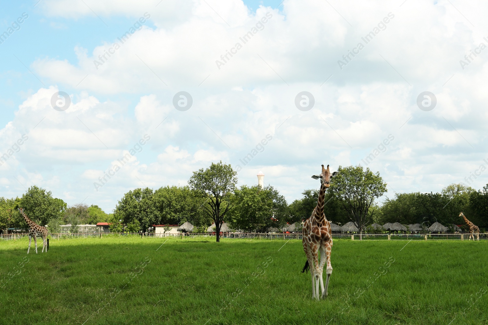 Photo of Beautiful spotted African giraffe in safari park