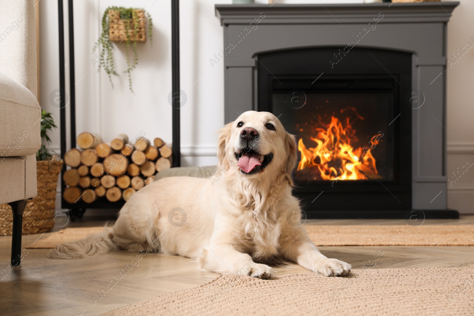 Photo of Adorable Golden Retriever dog on floor near electric fireplace indoors