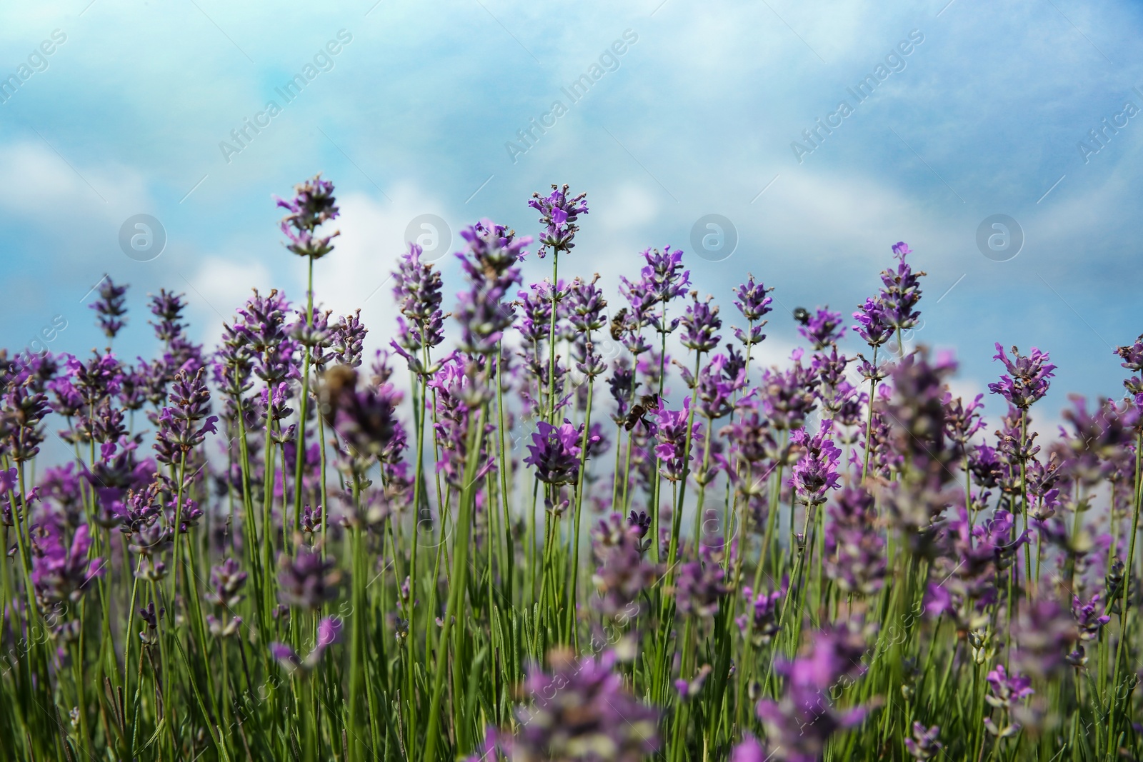 Photo of Beautiful lavender flowers growing in field, closeup