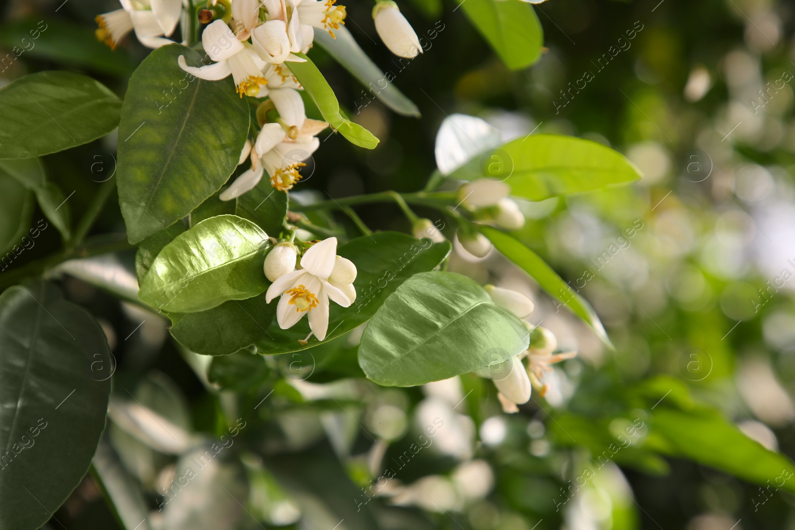 Photo of Beautiful blossoming grapefruit tree outdoors on spring day, closeup