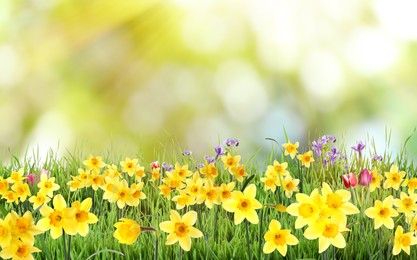 Image of Beautiful blooming yellow daffodils outdoors on sunny day