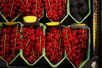 Photo of Many fresh red currants on cardboard containers at market, top view