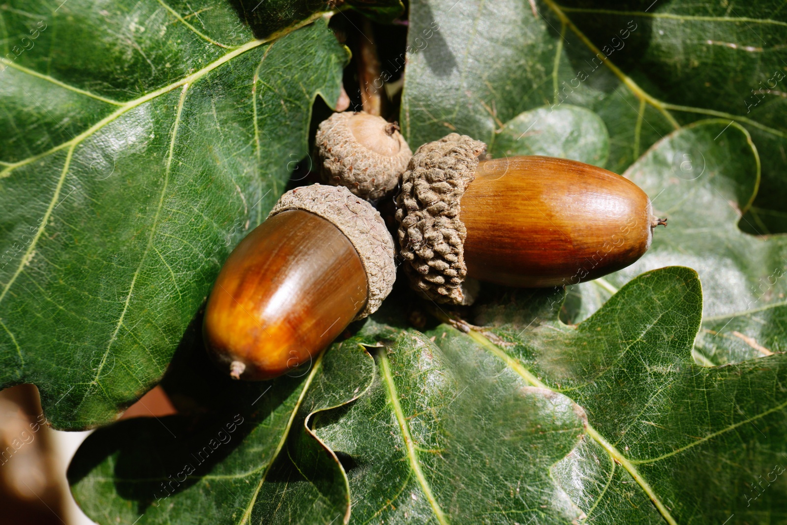 Photo of Oak branch with acorns and leaves outdoors, closeup