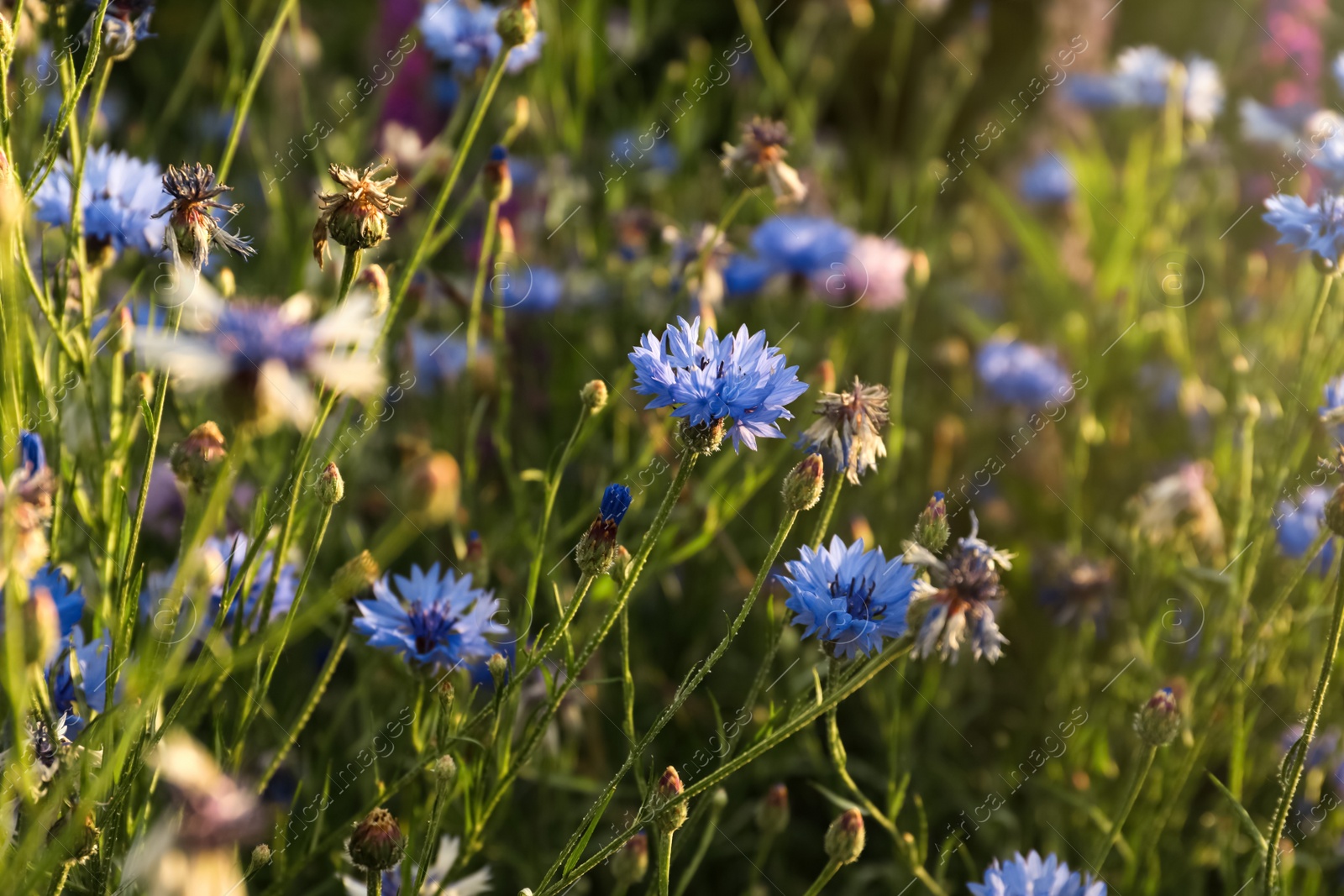 Photo of Beautiful blue cornflowers growing in meadow on summer day