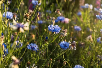Beautiful blue cornflowers growing in meadow on summer day