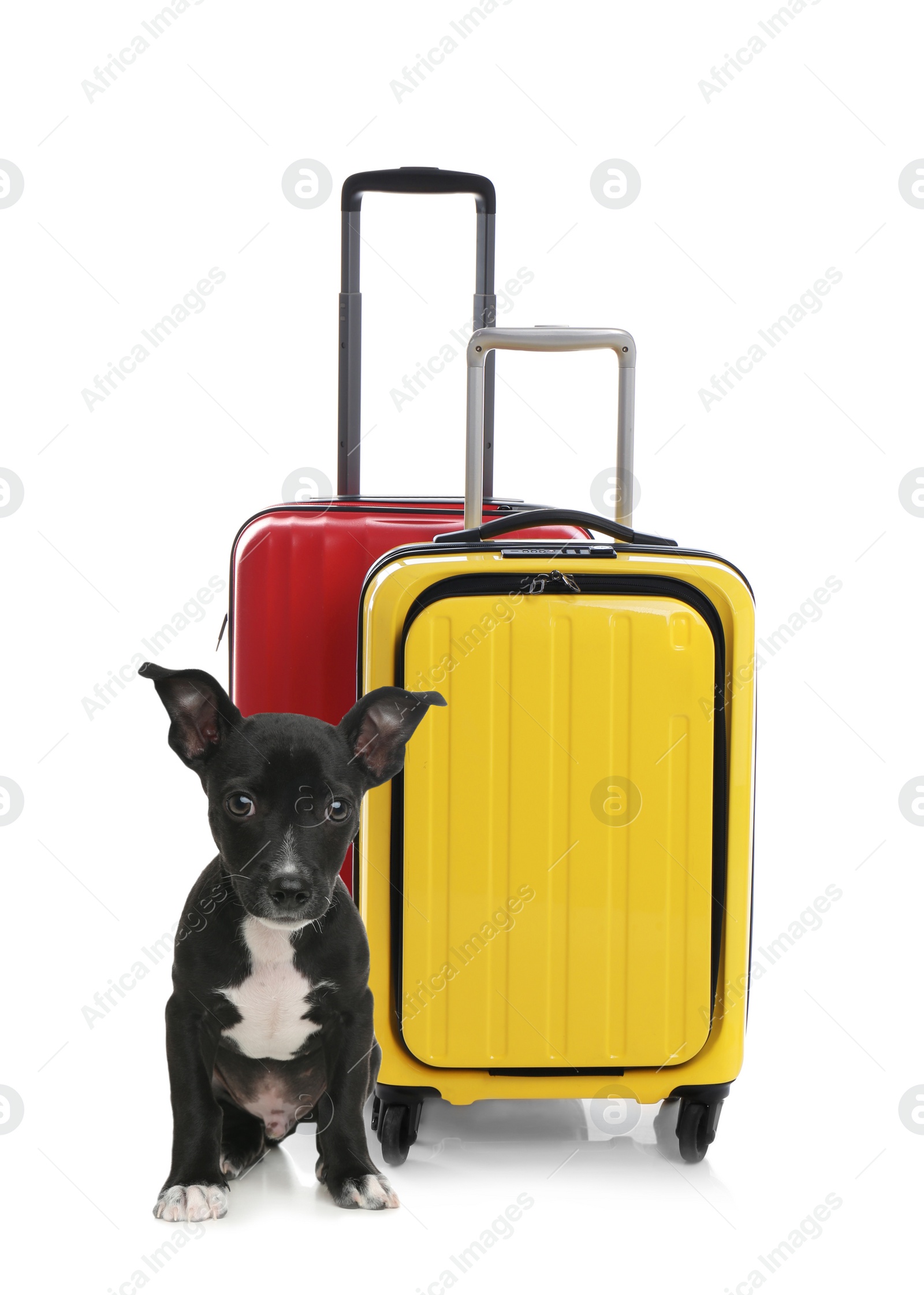 Image of Cute dog and bright suitcases packed for journey on white background. Travelling with pet