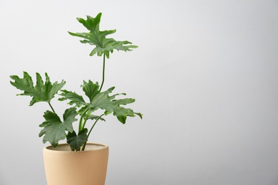 Photo of Tropical philodendron with big leaves on light background