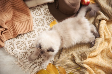 Photo of Cute cat with knitted blanket on floor at home, top view. Warm and cozy winter