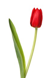 Beautiful red tulip flower isolated on white